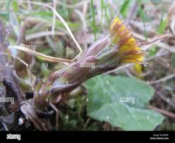 Attēlu rezultāti vaicājumam “Tussilago farfara bud”
