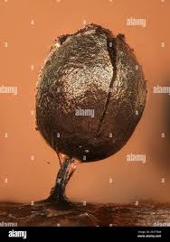 Attēlu rezultāti vaicājumam “Lamproderma ovoideum macro”