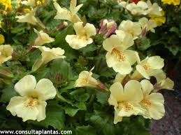 Image result for Mimulus x hybrida