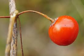 Attēlu rezultāti vaicājumam “Asparagus officinalis fruit”