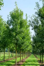 Attēlu rezultāti vaicājumam “Fraxinus pennsylvanica”