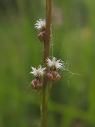 Attēlu rezultāti vaicājumam “Triglochin palustre”