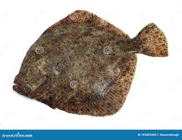 Image result for Scophthalmus maximus