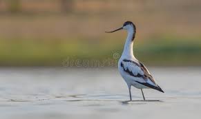 Image result for Recurvirostra avosetta