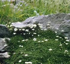 Attēlu rezultāti vaicājumam “Arenaria procera flower”