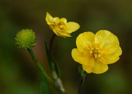 Attēlu rezultāti vaicājumam “Ranunculus flammula”