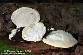 Attēlu rezultāti vaicājumam “Trametes suaveolens”