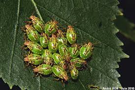 Attēlu rezultāti vaicājumam “Elasmucha grisea imago”