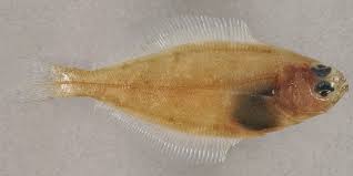 Image result for Hippoglossoides platessoides