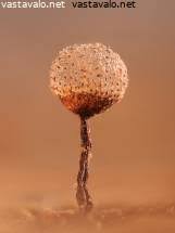 Attēlu rezultāti vaicājumam “Cribraria piriformis”