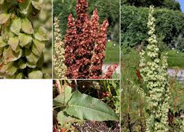 Attēlu rezultāti vaicājumam “Rumex aquaticus fruit”