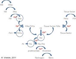 Image result for Autopheresis C