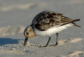 Image result for Calidris pusilla