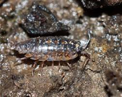 Attēlu rezultāti vaicājumam “Ligidium hypnorum”