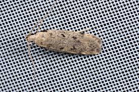 Attēlu rezultāti vaicājumam “Gelechia rhombella”