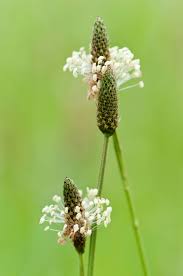 Attēlu rezultāti vaicājumam “Plantago lanceolata”