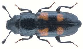 Attēlu rezultāti vaicājumam “Glischrochilus hortensis”