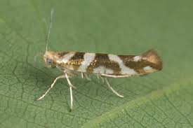 Attēlu rezultāti vaicājumam “Argyresthia goedartella”