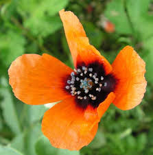 Attēlu rezultāti vaicājumam “Papaver argemone flower”