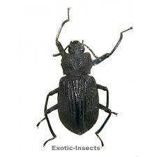 Attēlu rezultāti vaicājumam “Tenebrionidae”