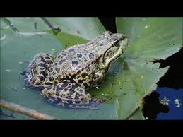 Attēlu rezultāti vaicājumam “Pelophylax”