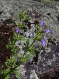 Attēlu rezultāti vaicājumam “Acinos arvensis flower”