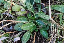 Attēlu rezultāti vaicājumam “Succisa pratensis leaf”