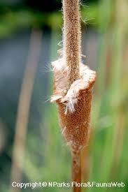 Attēlu rezultāti vaicājumam “Typha angustifolia  leaf”