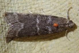 Attēlu rezultāti vaicājumam “Ortholepis betulae”