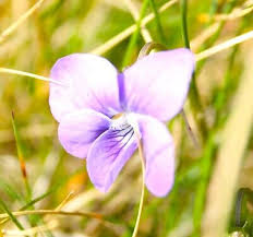 Attēlu rezultāti vaicājumam “Viola riviniana flower”