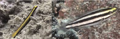 Image result for Scarus zelindae