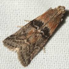 Attēlu rezultāti vaicājumam “Sciota adelphella”