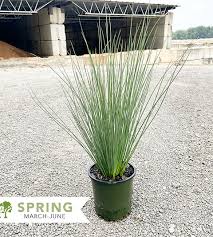 Attēlu rezultāti vaicājumam “Juncus inflexus”