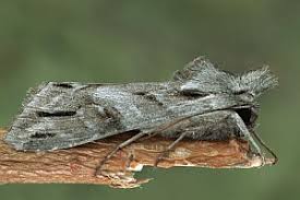 Attēlu rezultāti vaicājumam “Cucullia fraudatrix”