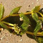 Attēlu rezultāti vaicājumam “Potamogeton perfoliatus flower”