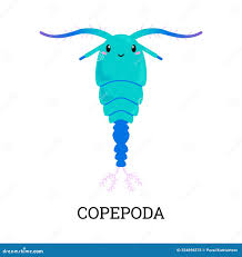 Attēlu rezultāti vaicājumam “Copepoda”