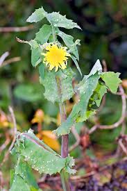 Attēlu rezultāti vaicājumam “Sonchus oleraceus”