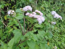 Image result for Ageratum mexicanum