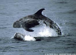 Image result for Grampus griseus