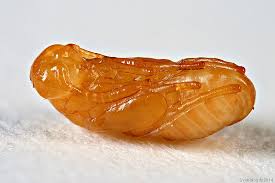 Attēlu rezultāti vaicājumam “Rhabdophaga rosaria”