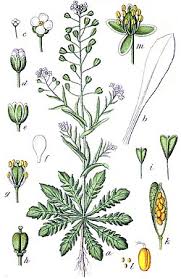 Attēlu rezultāti vaicājumam “Capsella bursa-pastoris leaf”