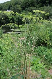 Attēlu rezultāti vaicājumam “Heracleum sphondylium subsp. sibiricum”