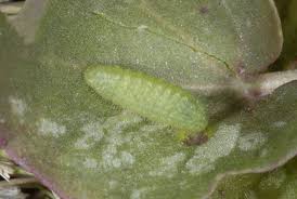 Attēlu rezultāti vaicājumam “Lycaena virgaureae underside”