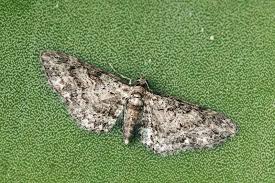 Attēlu rezultāti vaicājumam “Eupithecia sinuosaria”