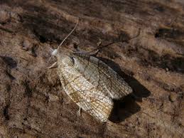 Attēlu rezultāti vaicājumam “Pandemis corylana”