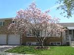 File:Saucer <b>Magnolia</b> tree.jpg