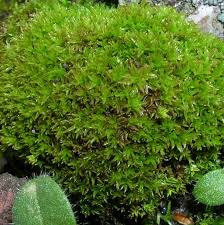 Attēlu rezultāti vaicājumam “Barbula convoluta sporophyte”