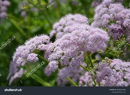 Attēlu rezultāti vaicājumam “Pimpinella major flower”