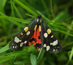 Attēlu rezultāti vaicājumam “Callimorpha dominula”