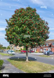 Attēlu rezultāti vaicājumam “Sorbus aucuparia”